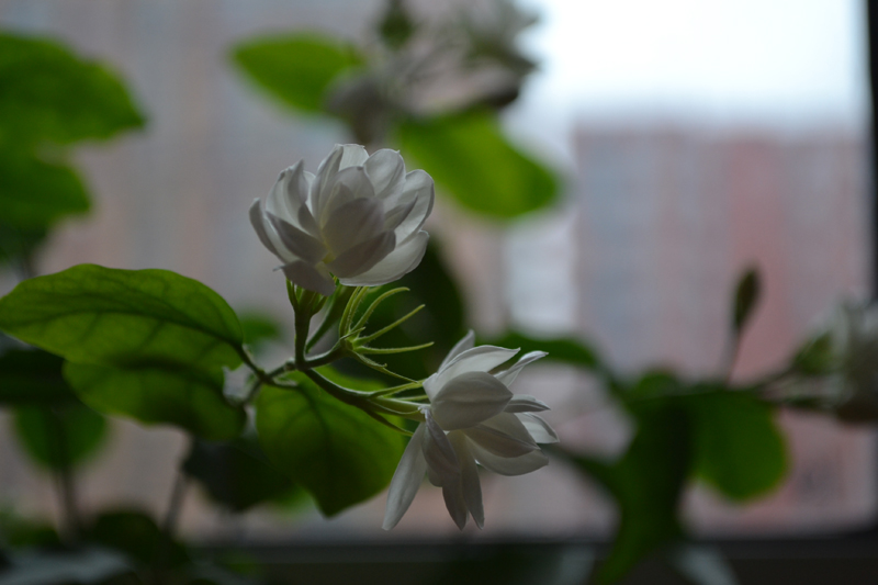 “DSC_0143”的副本.JPG