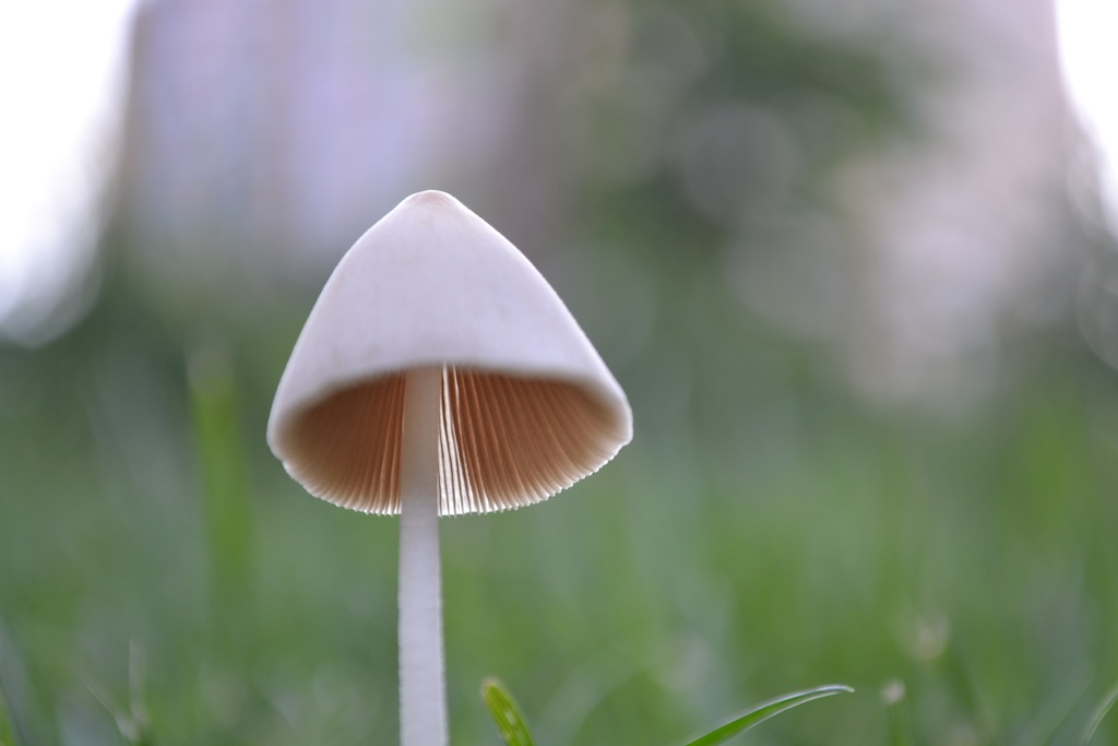 “DSC_0217”的副本.JPG