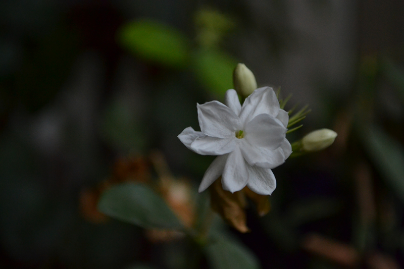 “DSC_0279”的副本.JPG