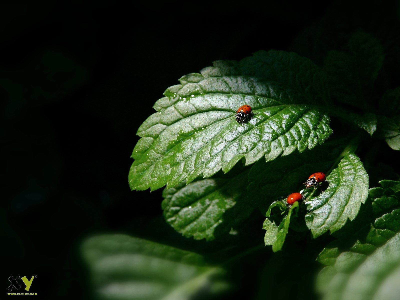 ladybugs.jpg